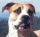 Big Tyson.jpg